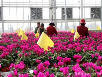 扬州高邮：每天发货30万株，花工厂绽放乡村振兴致富花