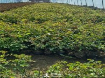 各类盆栽月季上市，南阳杯苗基地全国批发中