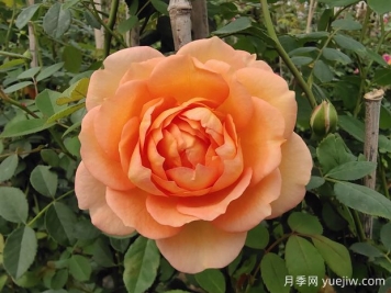 中国月季：欧洲玫瑰花的祖宗，为世界园艺做出了巨大贡献