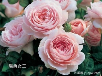 100种月季玫瑰品种图鉴大全，你认识有没有超过10个？