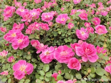 仙境盆栽月季杯苗粉色丰花，绿化工程批发