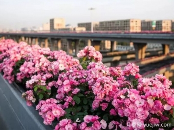 杭州高架月季实现定期开花，是如何进行花期调控的？