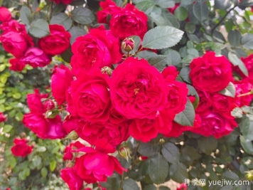 6款红色系的藤本月季品种，适合打造网红花墙