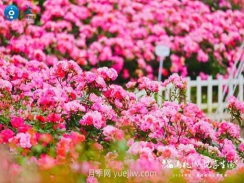 2024年第二届杭州市月季花展举办，赏500万株月季
