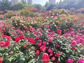 郑州月季公园40万株月季竞相绽放，感受花漾生活