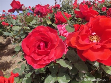 月季、玫瑰、蔷薇分别是什么？如何区别？
