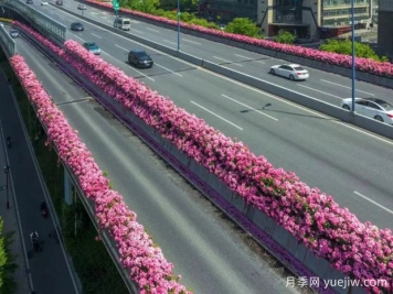 杭州高架月季初开，2024年又到走花路时间