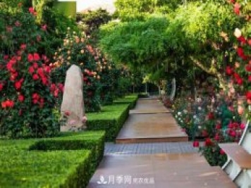 秦皇岛适合养月季花，市花和市树是什么