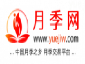 中国上海龙凤419，月季品种介绍和养护知识分享专业网站